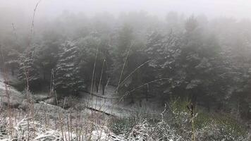 Snowy forest in Italy 3 video