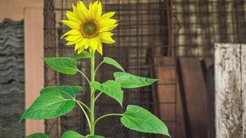 Blume wächst verlassen städtisch Umgebung 2 video