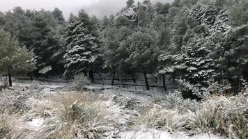 schneebedeckt Wald im Italien 2 video