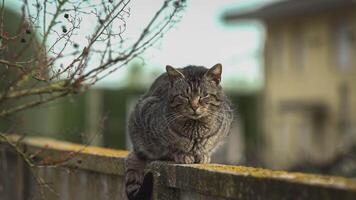 gatto seduta su il Basso parete 2 video