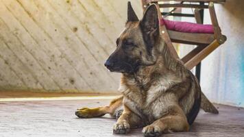 alemão pastor cachorro descansar video