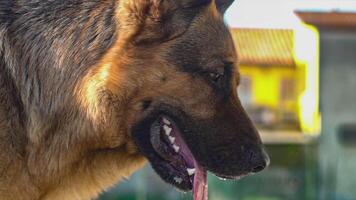 alemão pastor cachorro fechar acima dentro lento movimento 2 video