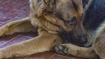 alemán pastor perro descanso 3 video