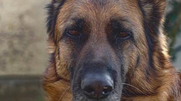 Duitse herder hond extreem dichtbij omhoog in langzaam beweging 2 video