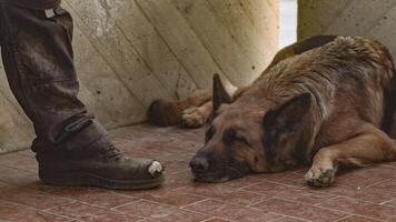 chien dort suivant à une chaussure video