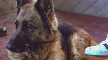 German shepherd dog rest 6 video