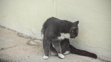 gato descansa en el calle 2 video