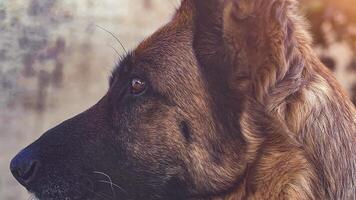 German shepherd dog extreme close up in slow motion video