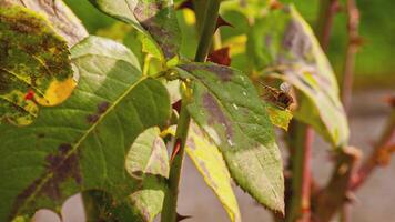 Bee flies among the leaves video