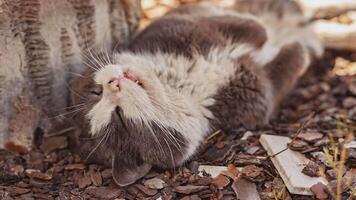 Cute Cat wakes up and stretches video