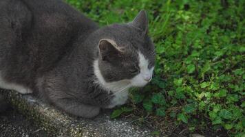 chat sur le herbe 2 video