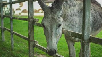 Donkey in the pen video