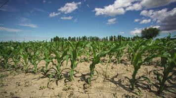 Corn field in Italy 3 video