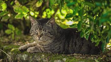 Katze im das Blumenbeet 2 video