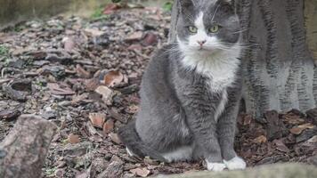 grigio gatto giardino 4 video