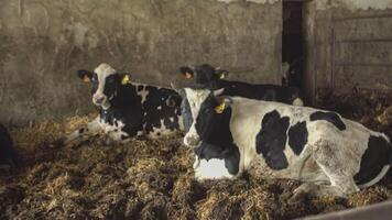 veaux et vaches dans le stable video