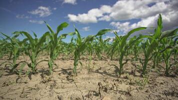 Corn field in Italy 4 video