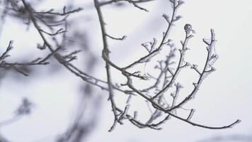 Zweige bedeckt im Eis video