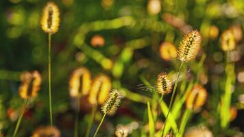 Golden light grass in autumn detail 6 video