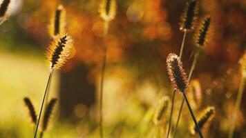 Golden light grass in autumn detail 3 video