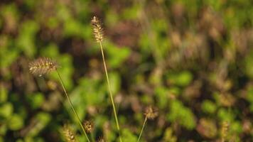 d'oro leggero erba nel autunno dettaglio video