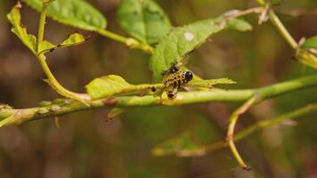 larv äter löv detalj i natur video