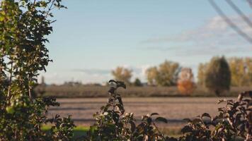 Rural landscape in autumn in Italy 2 video