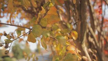 oranje bladeren in herfst detail video
