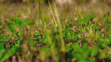 d'oro leggero erba nel autunno dettaglio 10 video