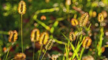 d'oro leggero erba nel autunno dettaglio 7 video