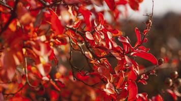 oranje bladeren in herfst detail 5 video