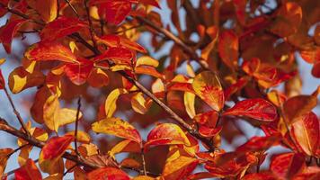 Orange feuilles dans l'automne détail sept video