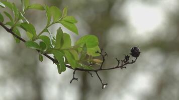 Sprigs drip slow motion video