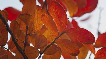Orange leaves in autumn detail 13 video