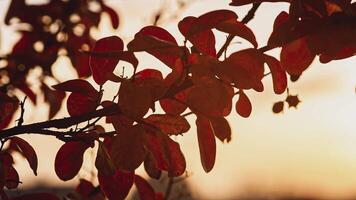 Orange feuilles dans l'automne détail dix video