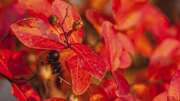 oranje bladeren in herfst detail 9 video