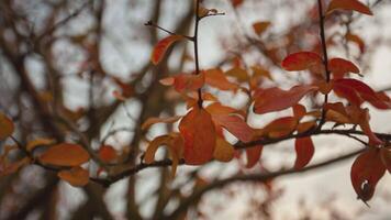 Orange feuilles dans l'automne détail 15 video