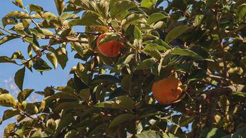 Persimmon on the plant 2 video