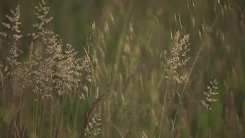 gras in de zomer veld- 3 video