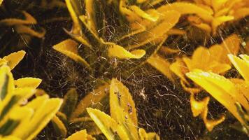 Spinne und Spinnennetz im das Mitte von das Blätter video