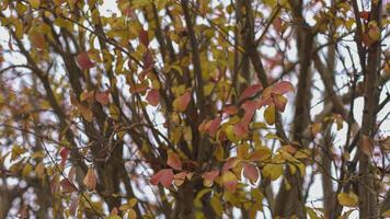 Herbst generisch Blätter video