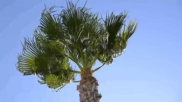 palm verhuisd door de wind video