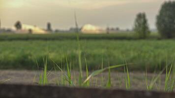 Landschaft Detail Gras video