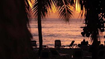 silueta palma arboles a puesta de sol caribe playa video