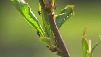 fourmis sur les feuilles video