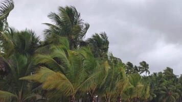 Palma árvores com vento e chuva video