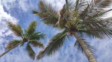 Caraïbes paumes bouge toi avec le vent video