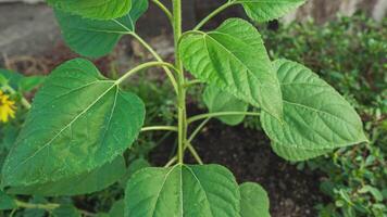 tournesol grandit dans le champ video