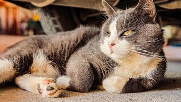 chat sommeil en dessous de le voiture video