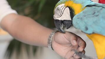 Colorful Parrot from Mexico 7 video